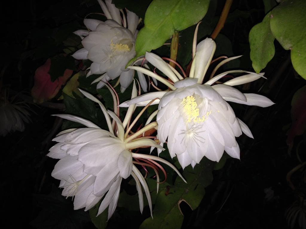 לינה וארוחת בוקר Tlaquepaque Casa De Las Flores מראה חיצוני תמונה